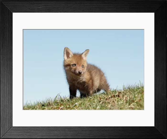 Framed Print : Red Fox Kit