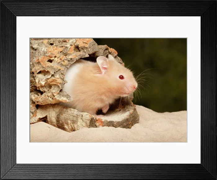 Framed Print : Teddy Bear Hamster Framed Print : Teddy Bear Hamster