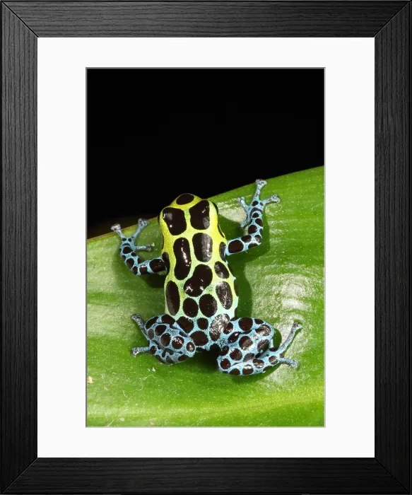 Framed Print : Poison Dart Frog (Ranitomeya variabilis)