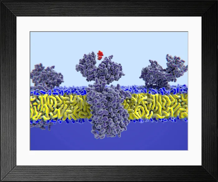 Framed Print : Histamine binding to its receptor Framed Print : Histamine binding to its receptor
