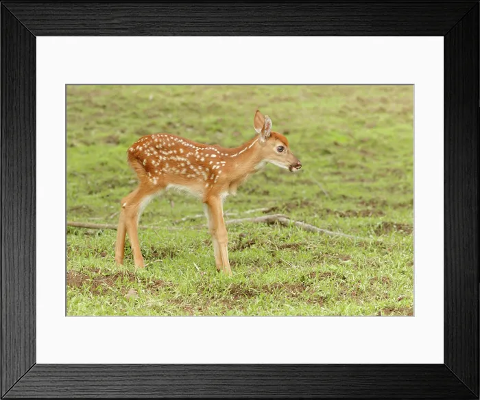 Framed Print : White Tailed Deer Fawn in field