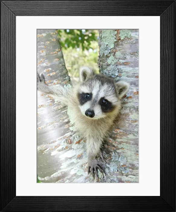 Framed Print : Raccoon Climbing Tree