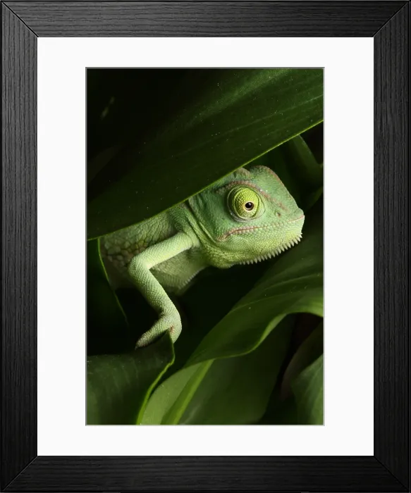 Framed Print : Veiled Chameleon on Cala Lilly
