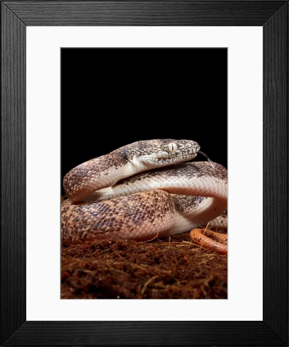 Framed Print : Savu Python in Defensive Posture Framed Print : Savu Python in Defensive Posture