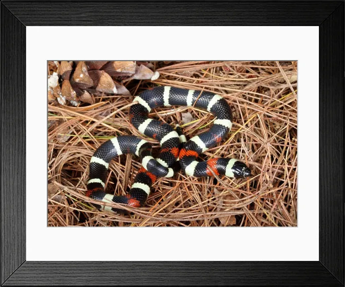 Framed Print : Pueblan Milk Snake (L. triangulum campbelli) Framed Print : Pueblan Milk Snake (L. triangulum campbelli)