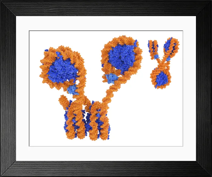 Framed Print : Tetranucleosome array with 2 H1 histones Framed Print : Tetranucleosome array with 2 H1 histones