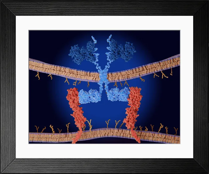 Framed Print : Chimeric antigen receptor (CAR) therapy: Engineered receptor binds to PD-L1 on a cancer cell Framed Print : Chimeric antigen receptor (CAR) therapy: Engineered receptor binds to PD-L1 on a cancer cell
