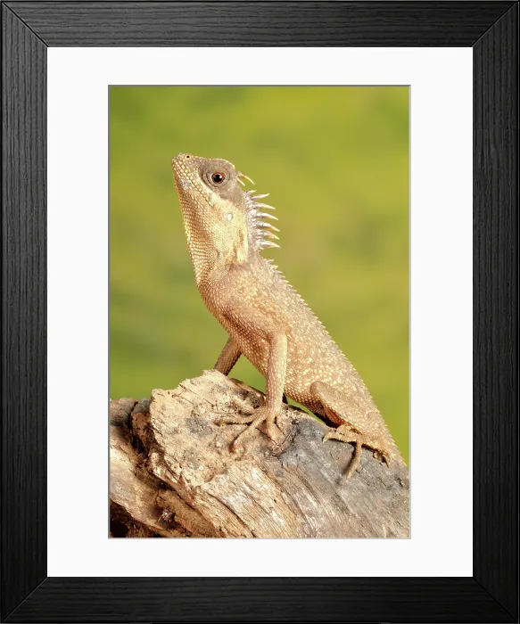 Framed Print : Mountain Horned Dragon Framed Print : Mountain Horned Dragon