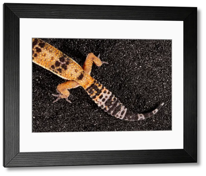 Framed Print : Leopard Gecko (Eublepharis macularius) tail Framed Print : Leopard Gecko (Eublepharis macularius) tail