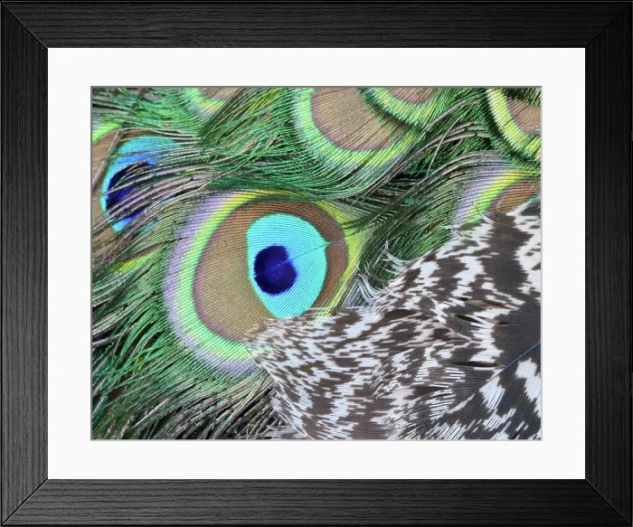 Framed Print : Peacock Feather Detail Framed Print : Peacock Feather Detail