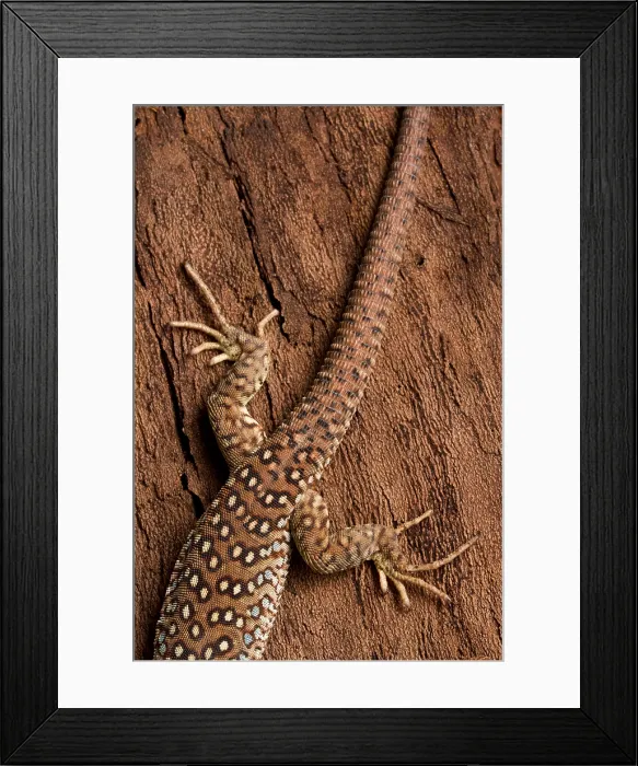 Framed Print : Ocellated Lizard (Timon lepidus) Framed Print : Ocellated Lizard (Timon lepidus)