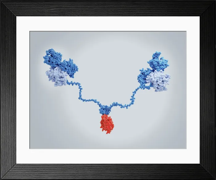 Framed Print : The cAMP-dependent protein kinase A in complex with the AKAP anchoring protein Framed Print : The cAMP-dependent protein kinase A in complex with the AKAP anchoring protein