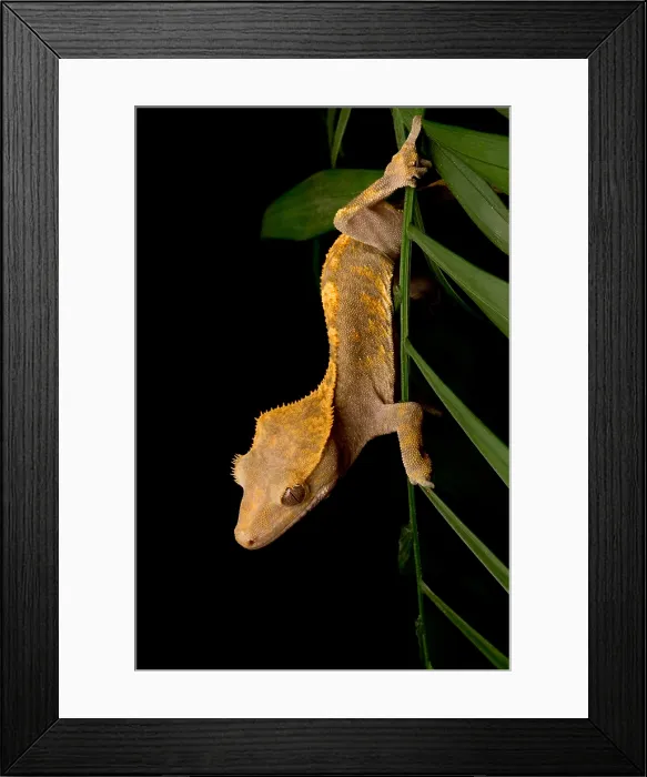 Framed Print : Crested Gecko (Rhacodactylus ciliatus) Framed Print : Crested Gecko (Rhacodactylus ciliatus)