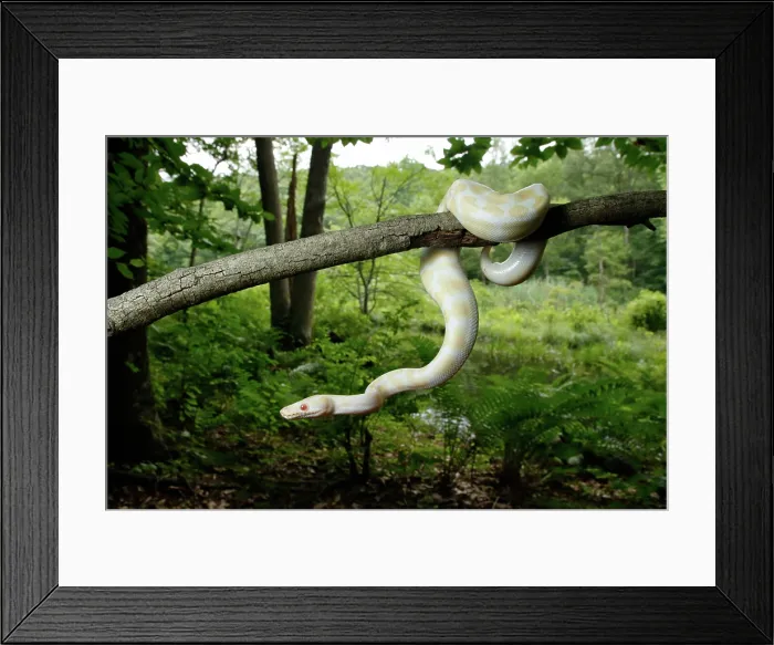 Framed Print : Albino Ball Python climbing tree Framed Print : Albino Ball Python climbing tree