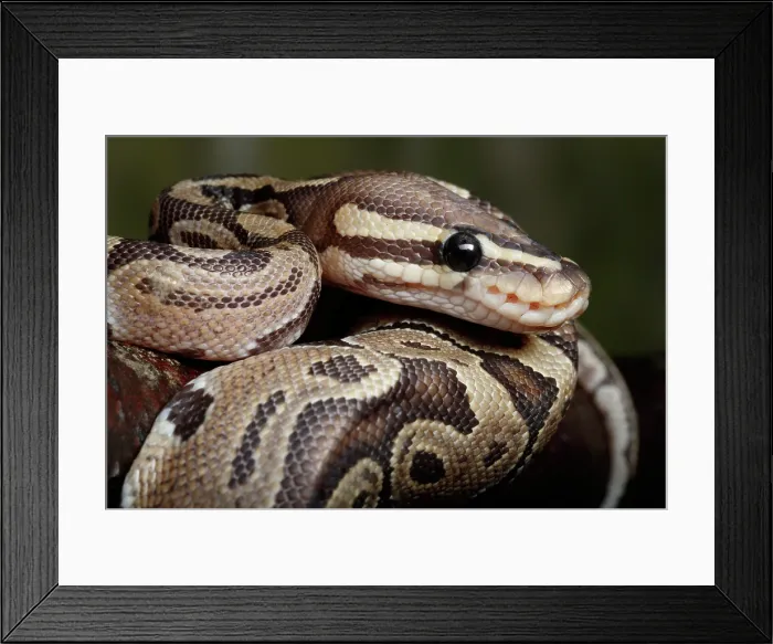 Framed Print : Ball Python coiled on branch Framed Print : Ball Python coiled on branch