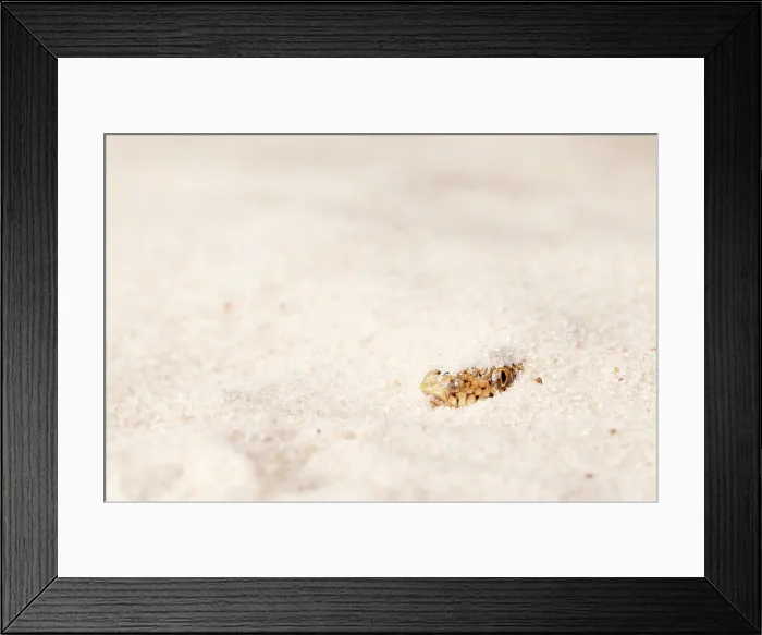 Framed Print : Kenyan Sand Boa Hiding in Sand