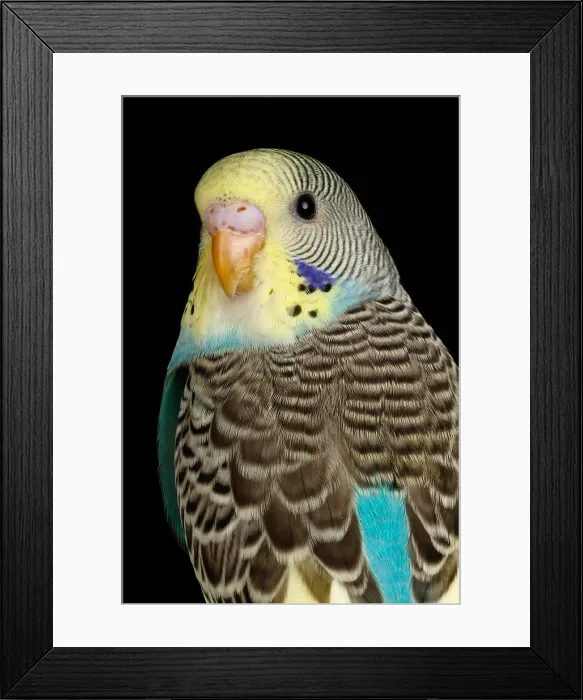 Framed Print : Budgerigar (Melopsittacus undulatus) portrait Framed Print : Budgerigar (Melopsittacus undulatus) portrait
