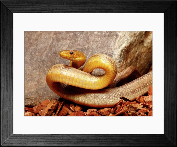 Framed Print : Yellow Rat snake in defensive posture Framed Print : Yellow Rat snake in defensive posture