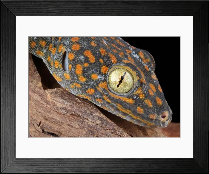 Framed Print : Tokay Gecko Framed Print : Tokay Gecko