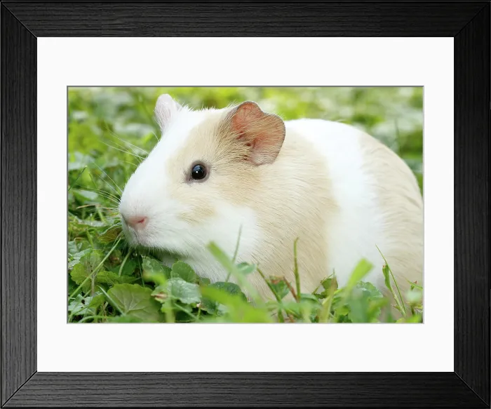 Framed Print : Guinea Pig in grass Framed Print : Guinea Pig in grass