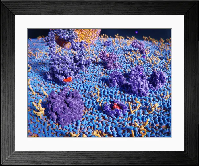 Framed Print : Upper cell membrane