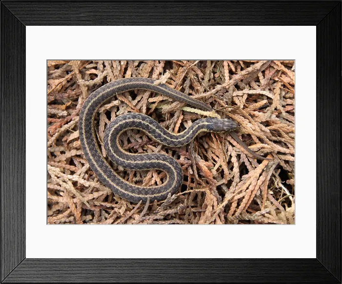 Framed Print : Garter Snake (Thamnophis sirtalis) Framed Print : Garter Snake (Thamnophis sirtalis)
