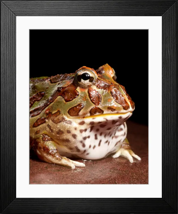 Framed Print : South American Horned Frog