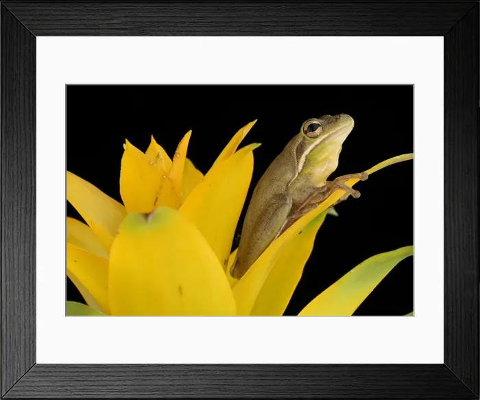 Framed Print : Green Treefrog (Hyla cinerea) Framed Print : Green Treefrog (Hyla cinerea)