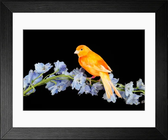 Framed Print : Red Factor Canary on flower Framed Print : Red Factor Canary on flower