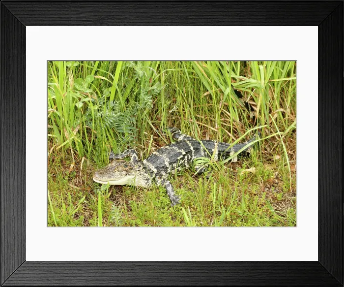 Framed Print : Young American Alligator in Grass