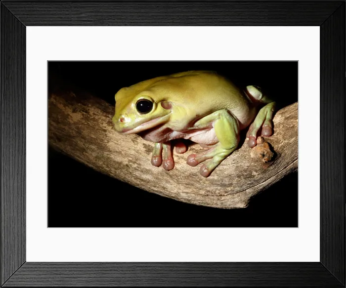 Framed Print : White's Tree frog (Litoria caerulea) Framed Print : White's Tree frog (Litoria caerulea)