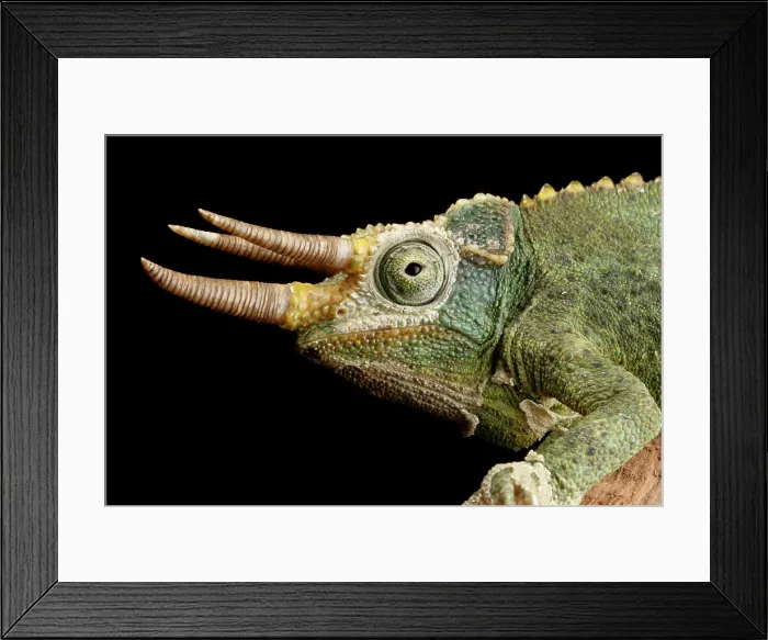 Framed Print : Jackson's Chameleon Framed Print : Jackson's Chameleon