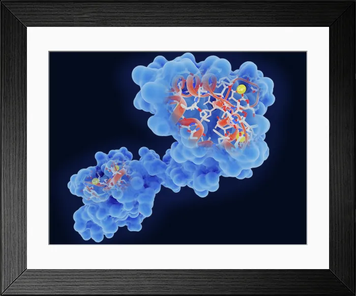 Framed Print : Calmodulin, a crucial messenger protein