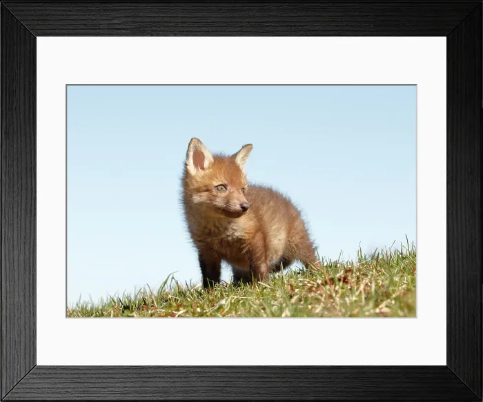 Framed Print : Red Fox Kit in Grass - Looking Right Framed Print : Red Fox Kit in Grass - Looking Right