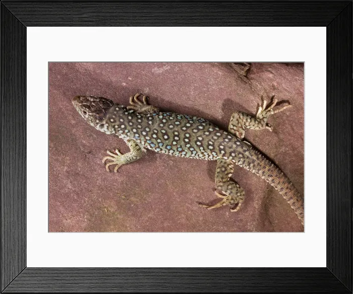 Framed Print : Jeweled Lacerta (Lacerta Lepida) Framed Print : Jeweled Lacerta (Lacerta Lepida)