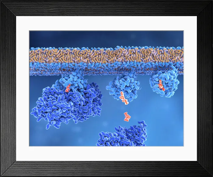 Framed Print : Activation of a Ras protein, 3D illustration