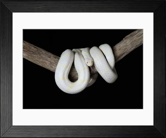 Framed Print : Albino California Kingsnake (Lampropeltis californiae) Framed Print : Albino California Kingsnake (Lampropeltis californiae)