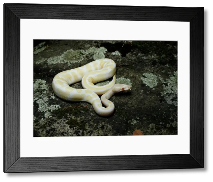 Framed Print : Albino Ball Python on a Rock