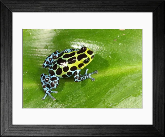 Framed Print : Poison Dart Frog (Ranitomeya variabilis) Framed Print : Poison Dart Frog (Ranitomeya variabilis)