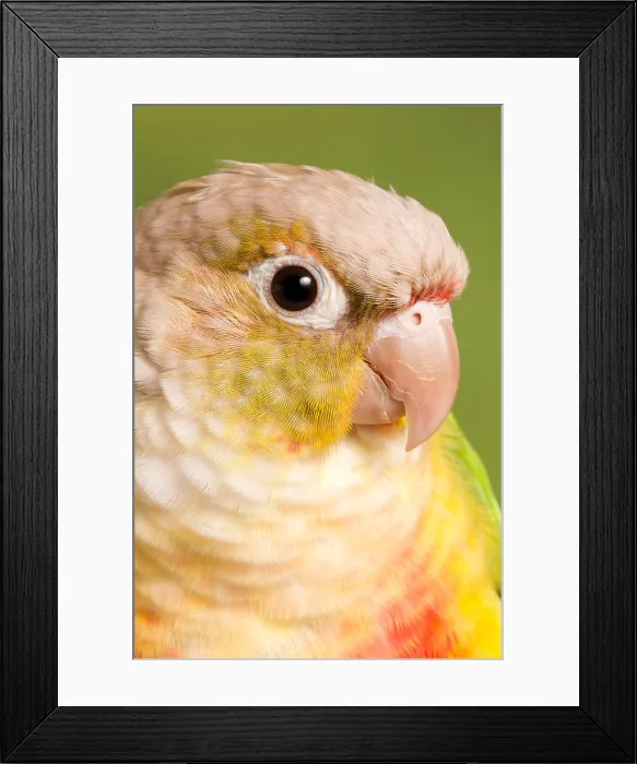 Framed Print : Green-cheeked Conure Pineapple (P. molinae) Framed Print : Green-cheeked Conure Pineapple (P. molinae)