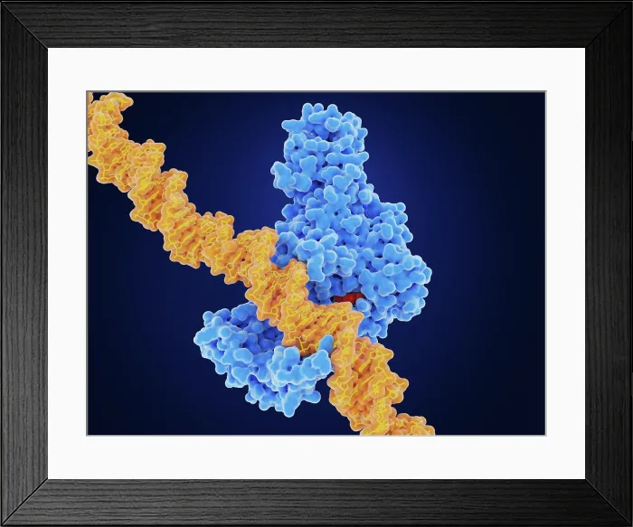 Framed Print : Epigenetics: DNA methyl transferase I (DMNT1) methylates DNA Framed Print : Epigenetics: DNA methyl transferase I (DMNT1) methylates DNA