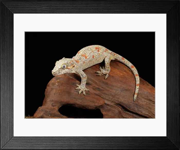 Framed Print : gargoyle gecko (Rhacodactylus auriculatus) climbing on driftwood 2
