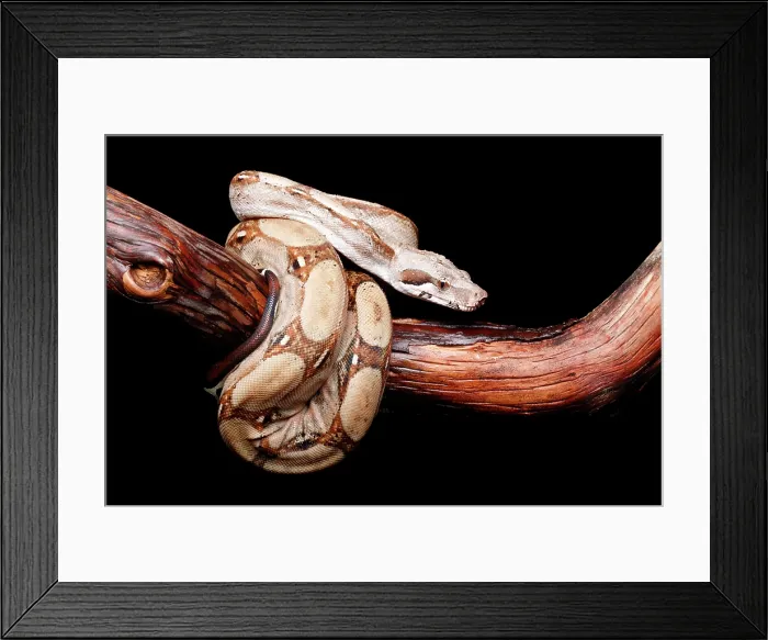 Framed Print : Colombian Red Tail Boa on Branch Framed Print : Colombian Red Tail Boa on Branch