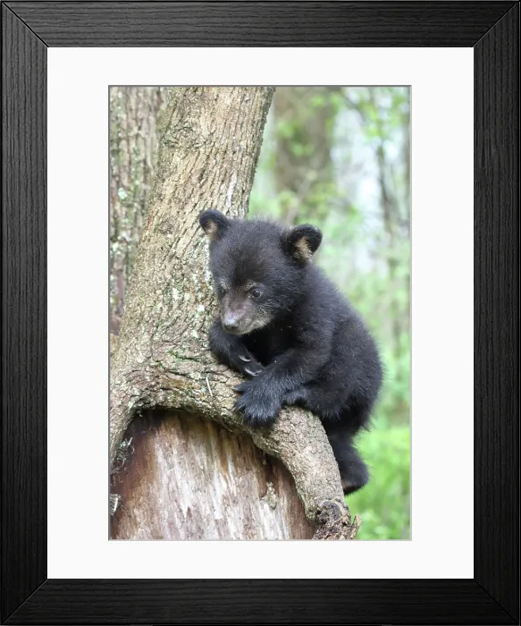 Framed Print : American Black Bear Cub Framed Print : American Black Bear Cub