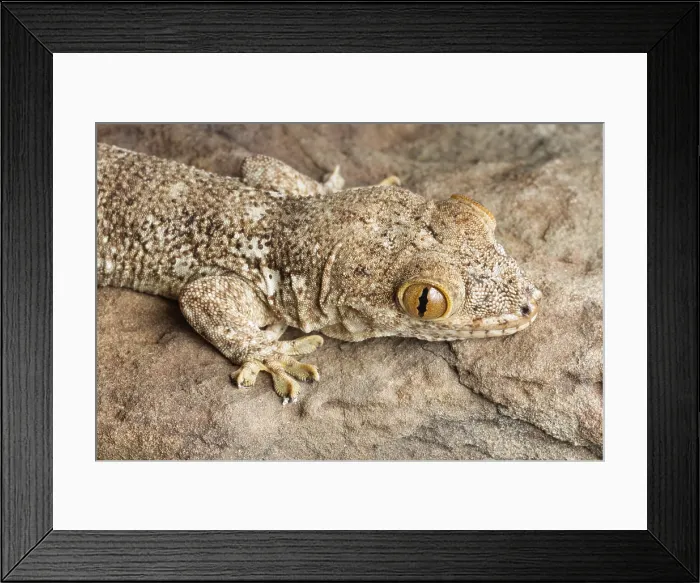 Framed Print : Crocodile Gecko (Tarentola mauritanica) Framed Print : Crocodile Gecko (Tarentola mauritanica)
