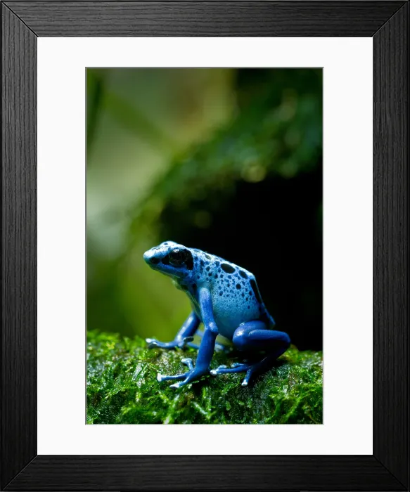 Framed Print : Azure poison dart frog Framed Print : Azure poison dart frog