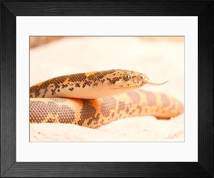 Framed Print : Kenyan Sand Boa (Eryx Colubrinus)