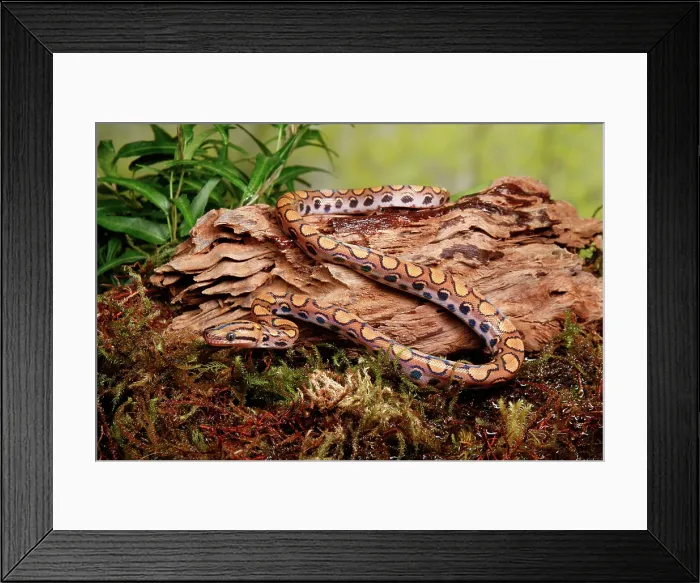 Framed Print : Brazilian Rainbow Boa Framed Print : Brazilian Rainbow Boa