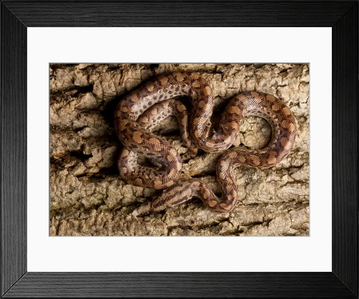Framed Print : Colombian Rainbow Boa on tree bark Framed Print : Colombian Rainbow Boa on tree bark