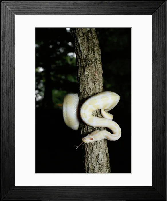 Framed Print : Albino Ball Python climbing tree Framed Print : Albino Ball Python climbing tree